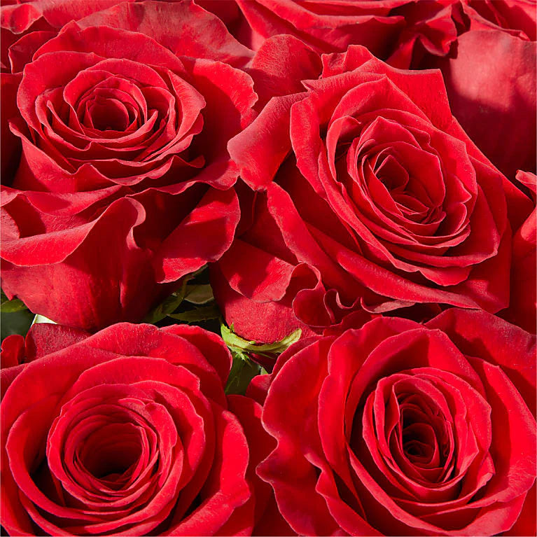 Red Rose Bouquet